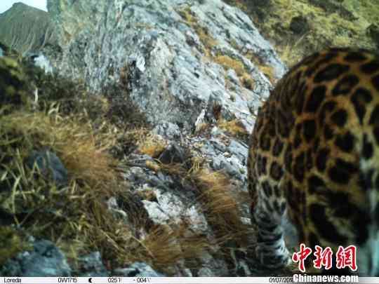 四川卧龙大熊猫栖息地首次拍到金钱豹