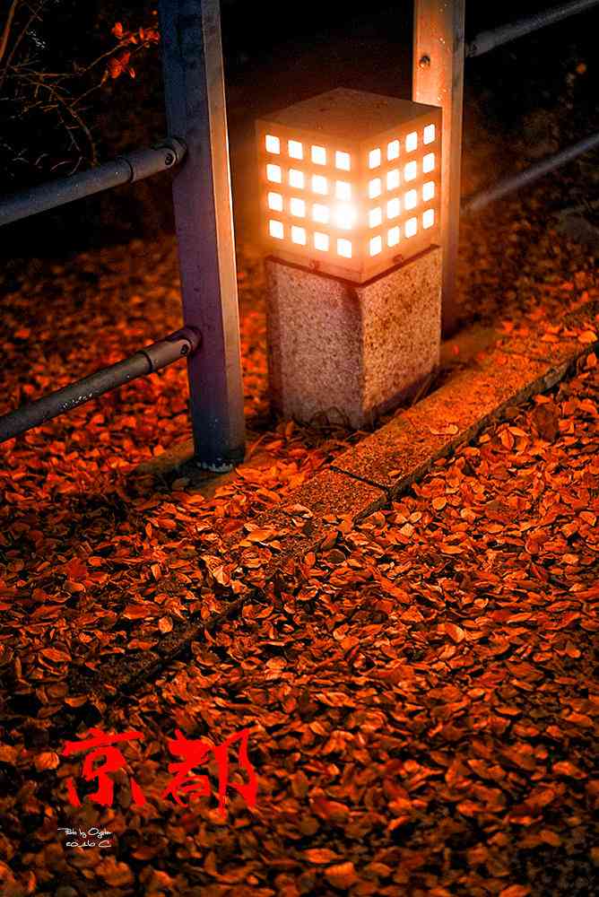 京都红了！红枫观赏指南，快去感受庭院之秋