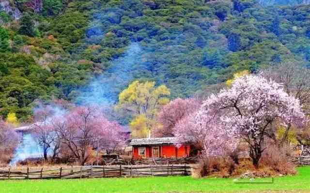 雪域桃花观赏攻略