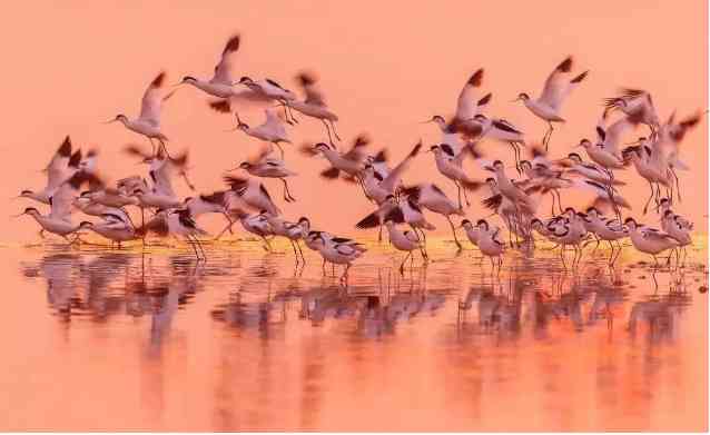 新的世界遗产——盐城黄渤海候鸟栖息地，它有什么魅力？