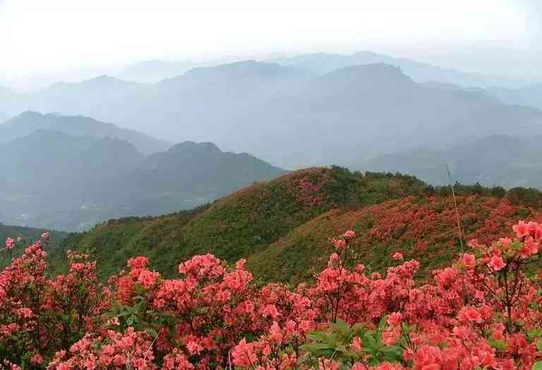 贵州十大赏杜鹃胜地