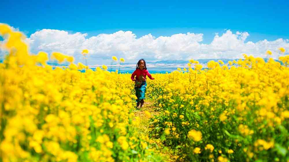 青海湖油菜花什么时候开_几月份是最佳观赏季节_青海湖赏花攻略