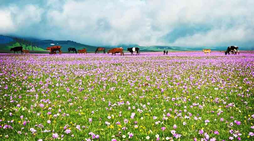 不可错过的十片新疆草原