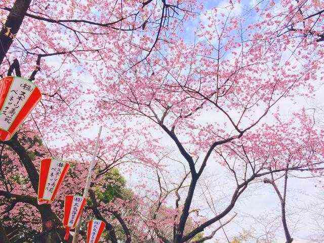 日本樱花季—最详细赏樱花期
