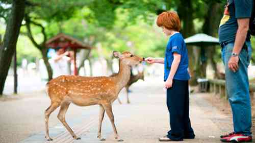 日本奈良公园—鹿的天堂