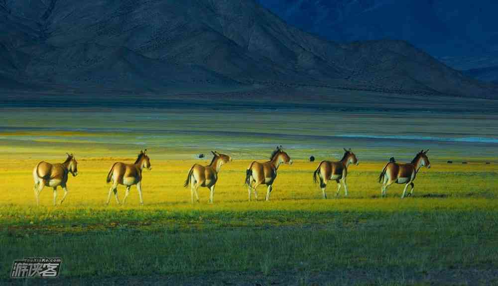 西藏阿里是什么地方？旅游好玩吗？
