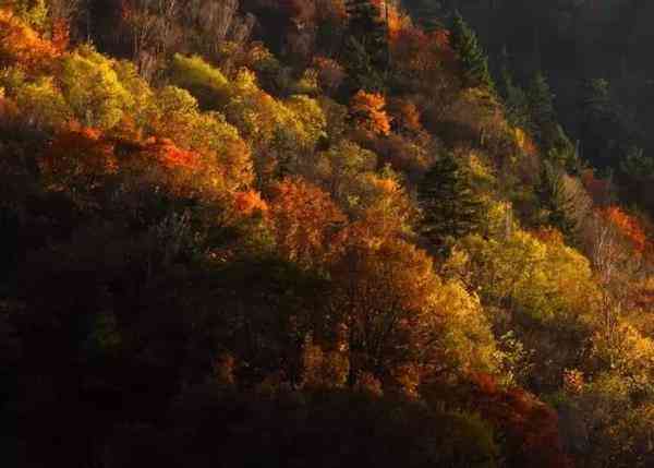 四川赏枫叶最全指南