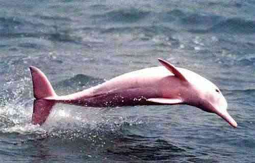 卡农渔村 能看粉色海豚的静谧村落
