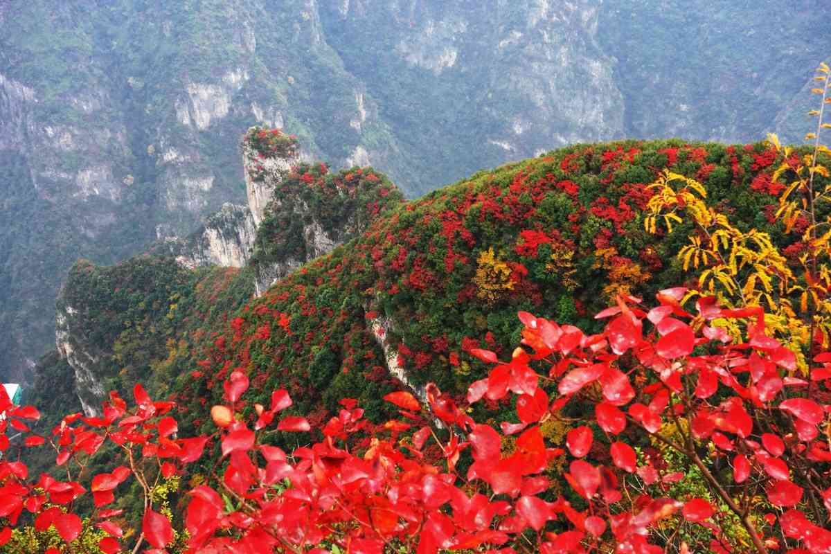 长江三峡也能赏红叶？三峡旅游有多好玩？