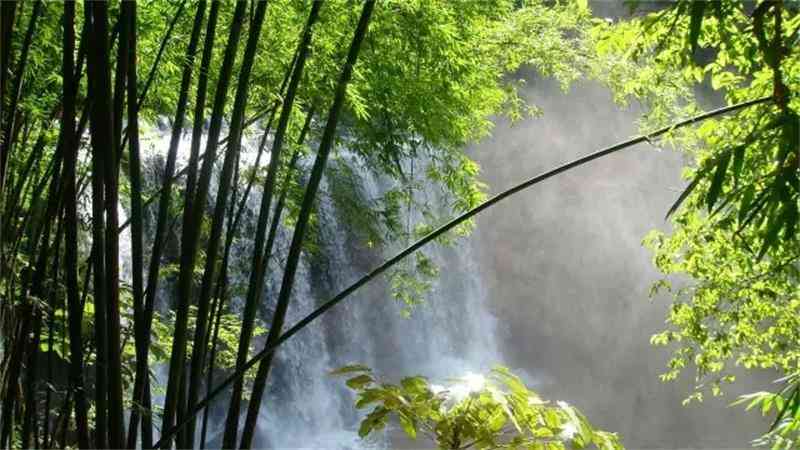 贵州国家森林公园哪些值得一看？ 贵州绝佳森林公园推荐
