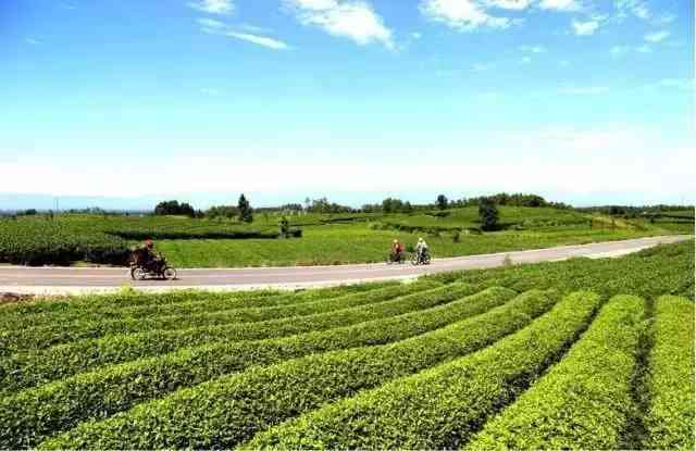 在成都旅游 踏春的最佳选择