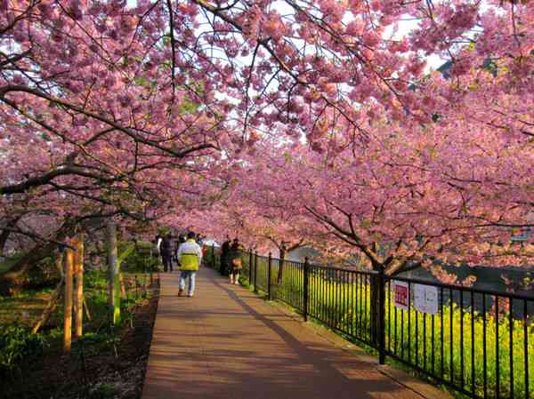 2017年日本全国樱花开花预测