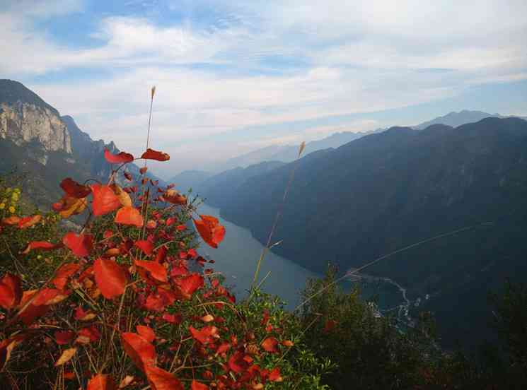 三峡红叶你知道多少