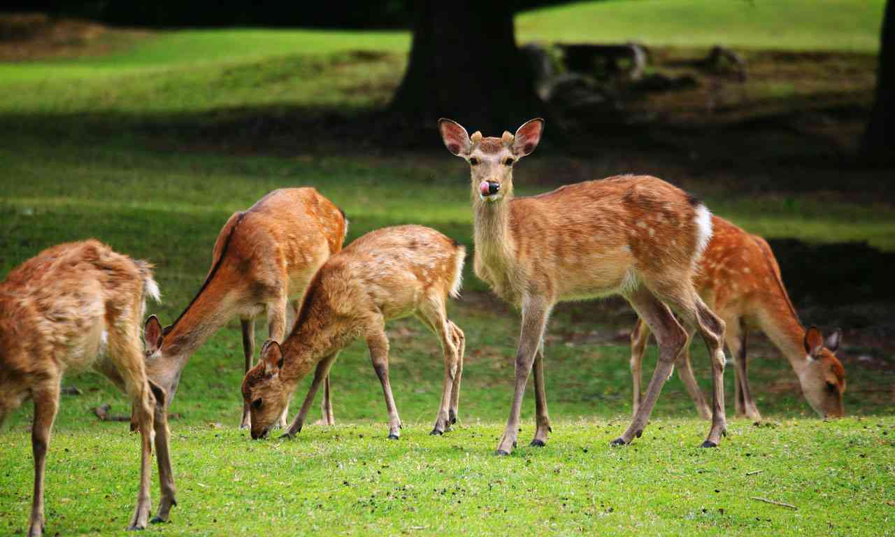 日本奈良公园—鹿的天堂