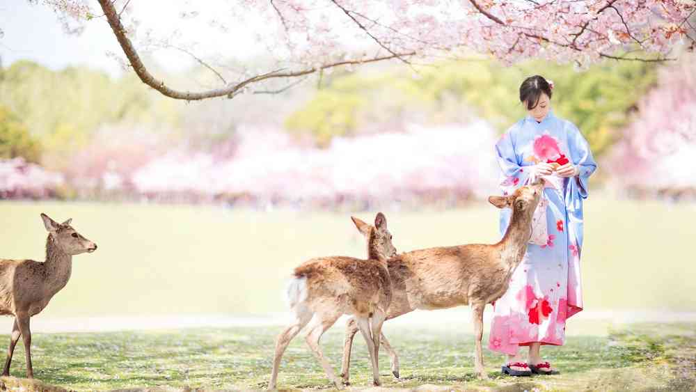 去奈良公园看小鹿，这些知识你知道吗