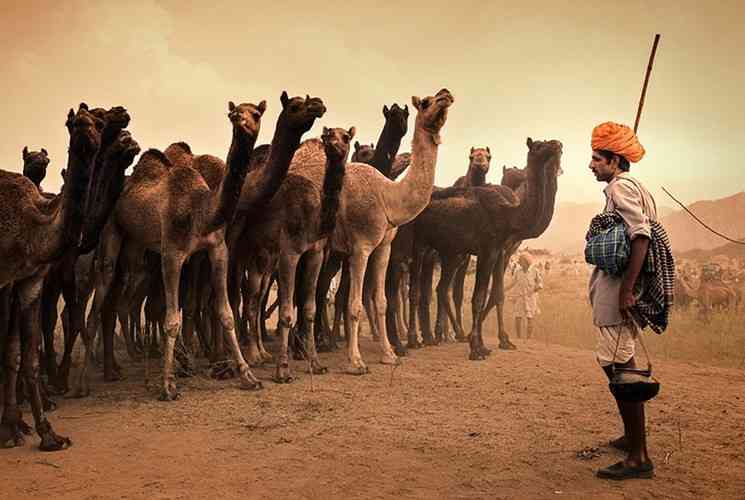 南亚一个神奇而有趣的节日“印度骆驼节”