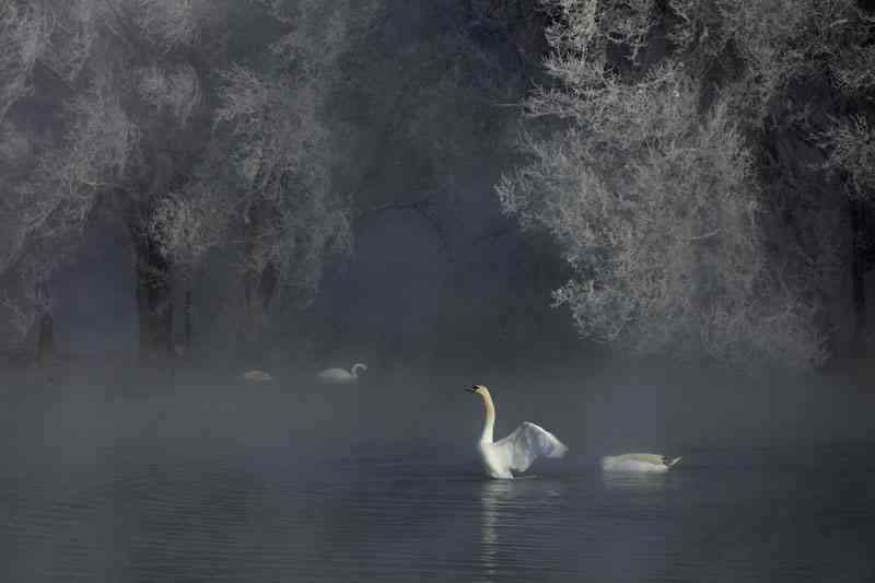 冬日童话的精灵-伊犁天鹅泉的天鹅