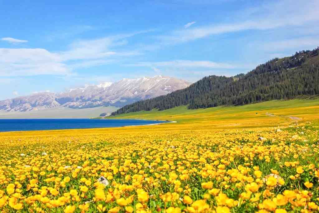 新疆春夏季节5-8月可以看哪些花？新疆旅游看花指南