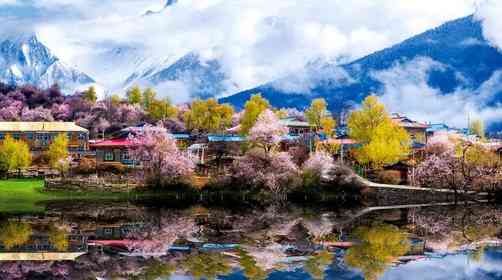 要不要去西藏，赴一场桃花之约，西藏桃花都分布在哪里？