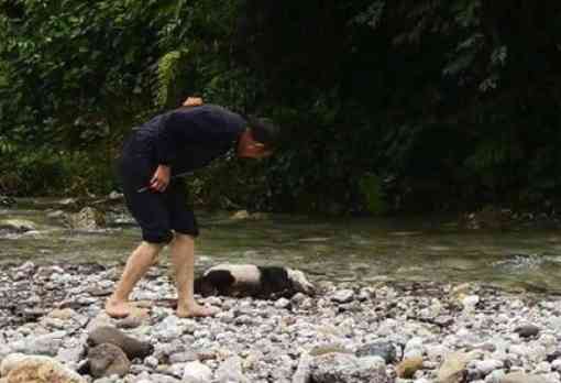 四川连续暴雨，致半岁野生大熊猫溺亡