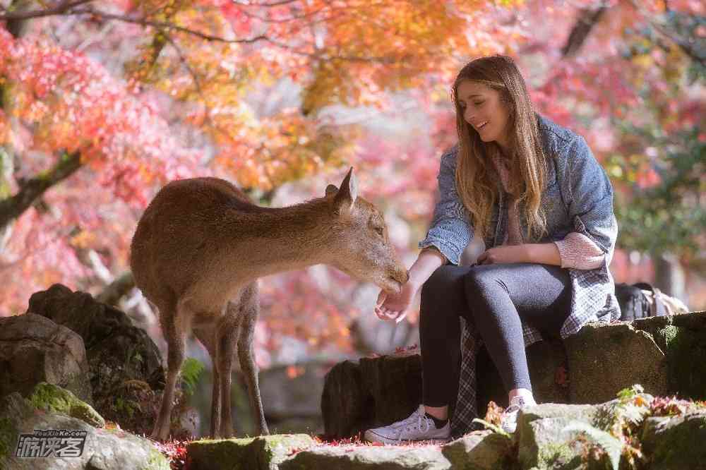 去奈良公园看小鹿，这些知识你知道吗