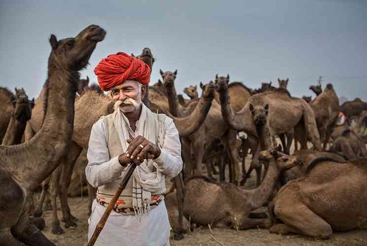南亚一个神奇而有趣的节日“印度骆驼节”