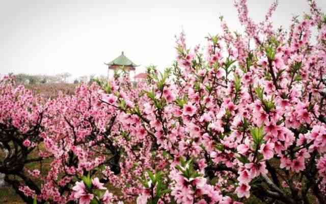 武汉周边看桃花的去处