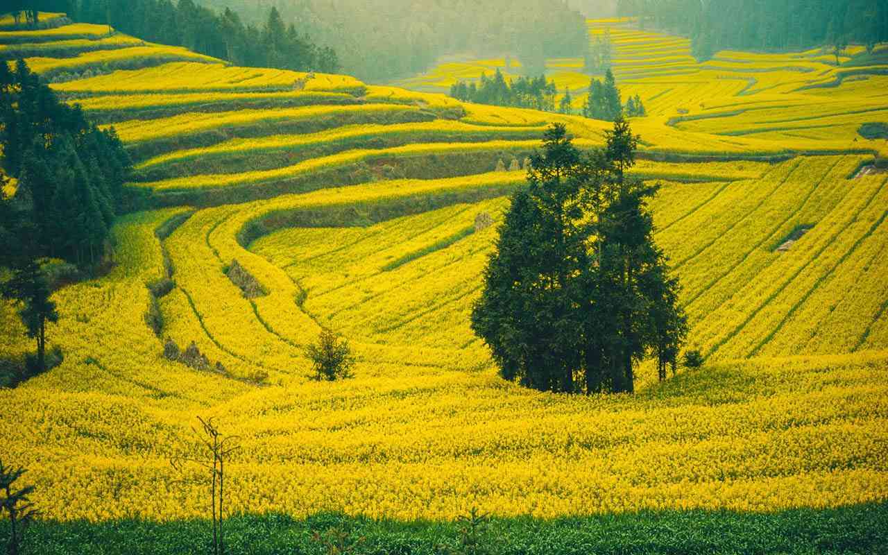 国内最壮观的油菜花田——云南罗平