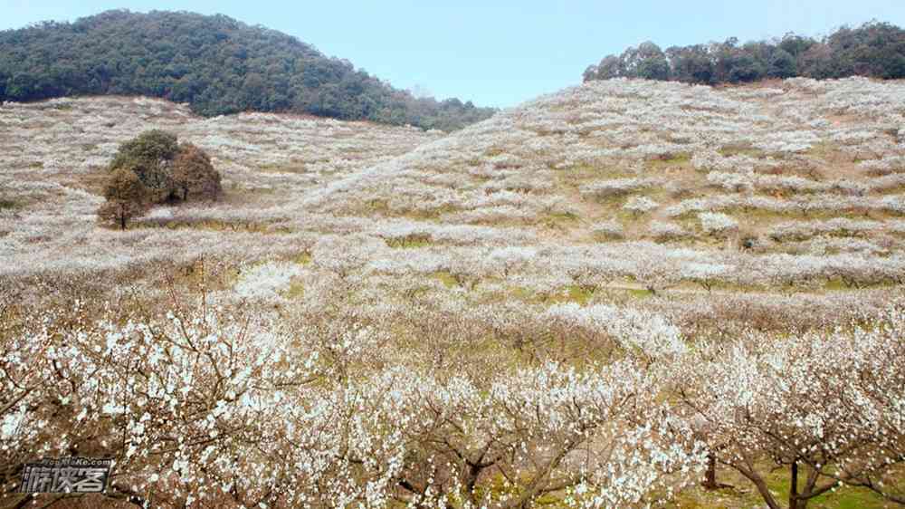 上海周边赏花去哪里