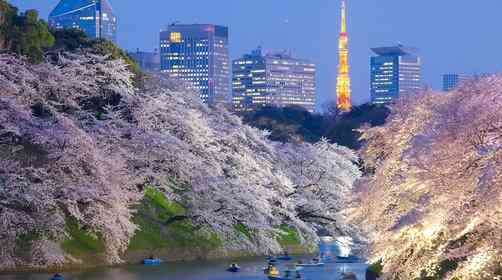 春天去日本旅行，日本樱花什么时候开？