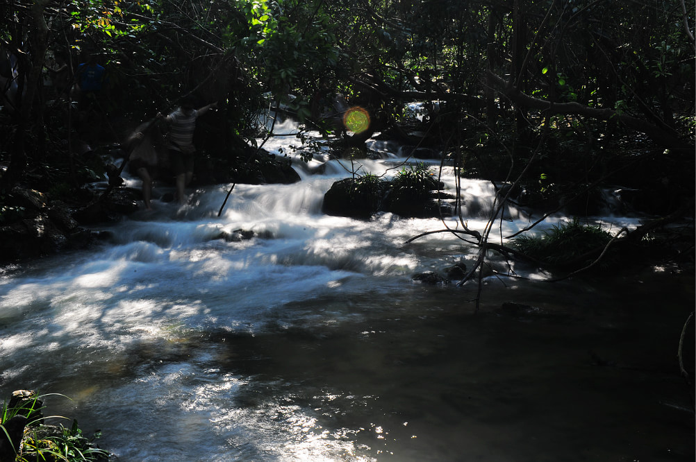 水上森林