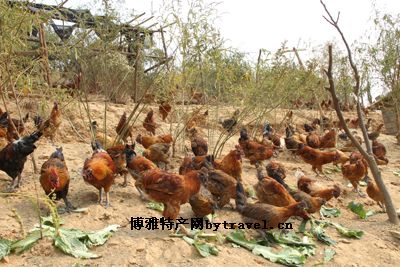 南涧无量山乌骨鸡