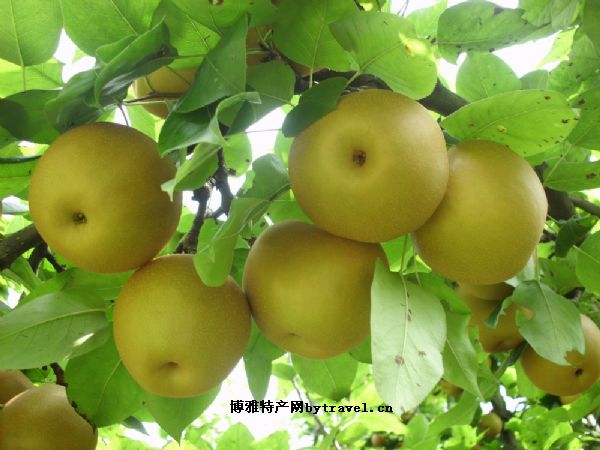海原香水梨