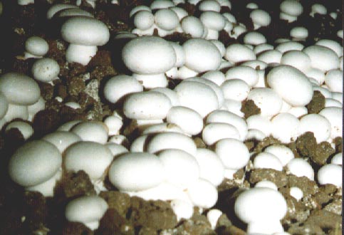 绍水蘑菇