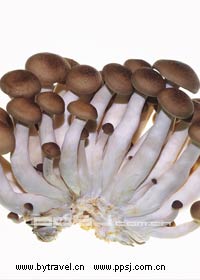 依兰蘑菇