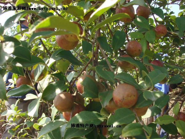 株洲油茶