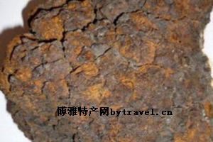 桦褐孔菌