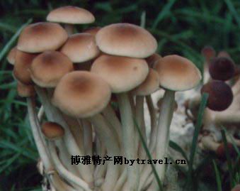 潜山茶树菇
