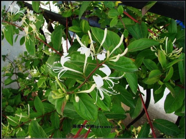 日照金银花