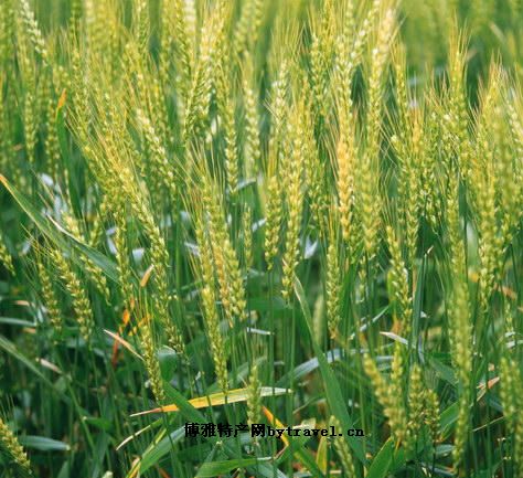 泸州软质小麦