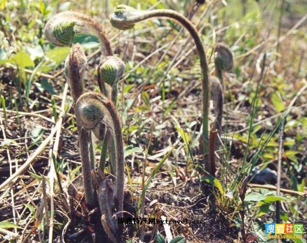 北川薇菜