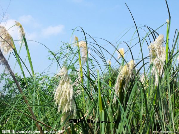 张掖白花苇