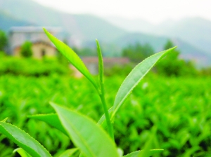 饶平奇兰茶:潮州乌龙第一茶