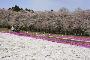 日本樱花季第一弹：告诉你东京地区与众不同的赏樱名所
