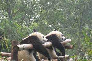 成都到熊猫基地旅游|熊猫基地半日游|四川熊猫基地旅游