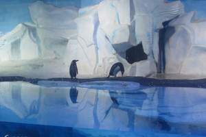 庞洛游轮南极探险19天南极半岛南美摄影游南极南美旅游