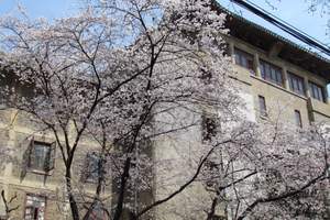 去武汉大学看樱花多少钱|报团去武汉大学看樱花一日游
