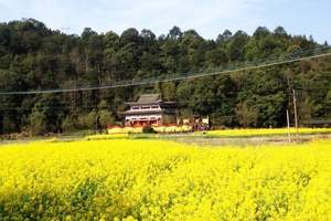 婺源摄影团-中老年夕阳红线路 晓起月亮湾江岭梯田油菜花7日游