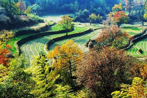 <黄山-西海-塔川-宏村双卧5日游>两大主题秋游景观