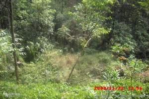 佛山附近庄园旅游方案|佛山到西樵平沙岛叮叮缘庄园一天游